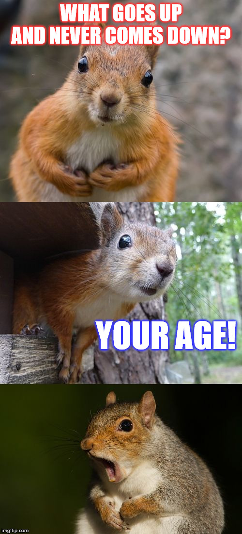 This riddle is PUN-tastic... |  WHAT GOES UP AND NEVER COMES DOWN? YOUR AGE! | image tagged in bad pun squirrel,riddles and brainteasers,jokes,aging,laugh | made w/ Imgflip meme maker