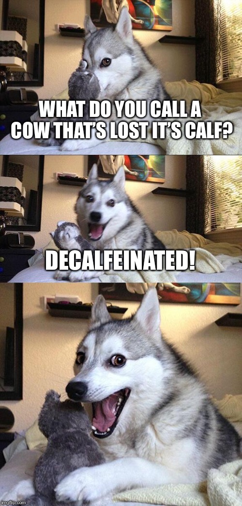 Pasture bedtime my butt. | WHAT DO YOU CALL A COW THAT’S LOST IT’S CALF? DECALFEINATED! | image tagged in memes,bad pun dog | made w/ Imgflip meme maker
