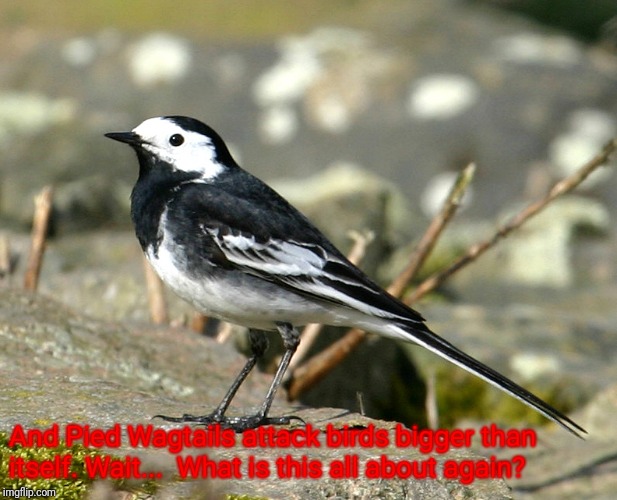 Savage Pied Wagtail | And Pied Wagtails attack birds bigger than itself. Wait...  What is this all about again? | image tagged in savage pied wagtail | made w/ Imgflip meme maker