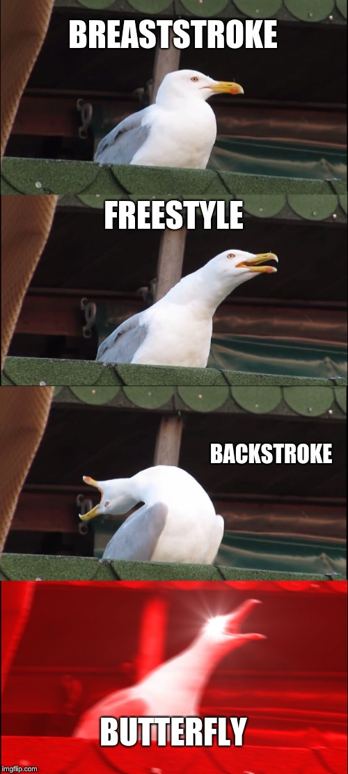 Inhaling Seagull Meme | BREASTSTROKE; FREESTYLE; BACKSTROKE; BUTTERFLY | image tagged in memes,inhaling seagull | made w/ Imgflip meme maker
