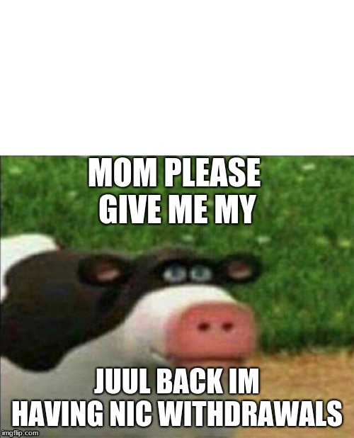Perhaps cow | MOM PLEASE GIVE ME MY; JUUL BACK IM HAVING NIC WITHDRAWALS | image tagged in perhaps cow | made w/ Imgflip meme maker