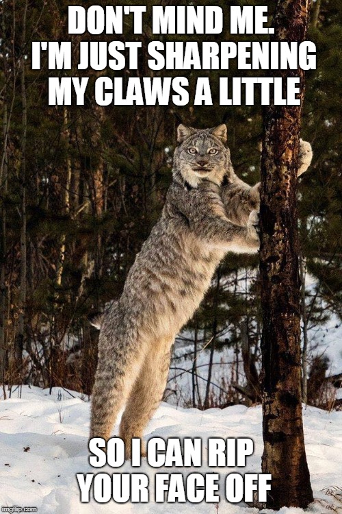 DON'T MIND ME. I'M JUST SHARPENING MY CLAWS A LITTLE; SO I CAN RIP YOUR FACE OFF | image tagged in could you mind your own business please linx,memes,animals | made w/ Imgflip meme maker