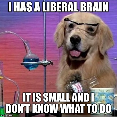 I Have No Idea What I Am Doing Dog | I HAS A LIBERAL BRAIN; IT IS SMALL AND I DON’T KNOW WHAT TO DO | image tagged in memes,i have no idea what i am doing dog | made w/ Imgflip meme maker