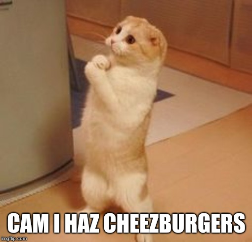 lolcats3700 | CAM I HAZ CHEEZBURGERS | image tagged in lolcats3700 | made w/ Imgflip meme maker