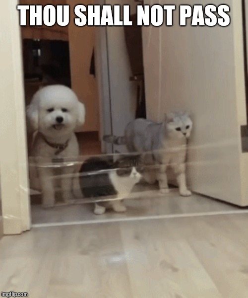 THOU SHALL NOT PASS | image tagged in cats,dog | made w/ Imgflip meme maker