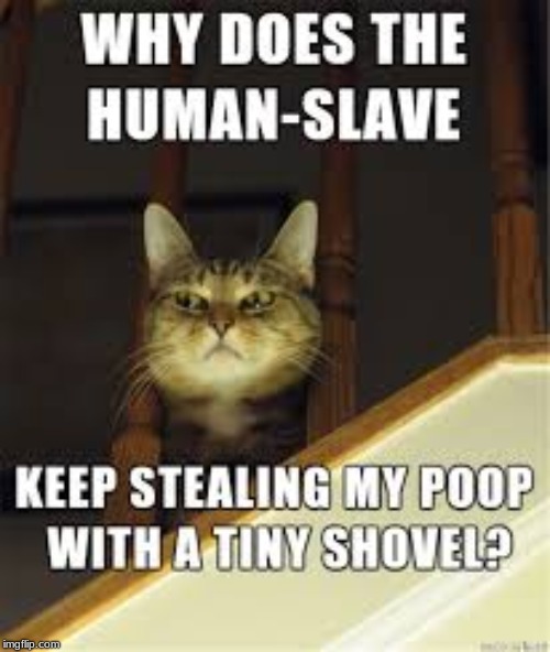 y u Steal my Poo? | image tagged in cat,poop,stealing,dumb,why,y r u reading this | made w/ Imgflip meme maker