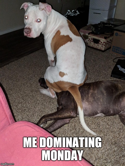 Monday | ME DOMINATING MONDAY | image tagged in monday,pitbulls,funny dogs,work | made w/ Imgflip meme maker