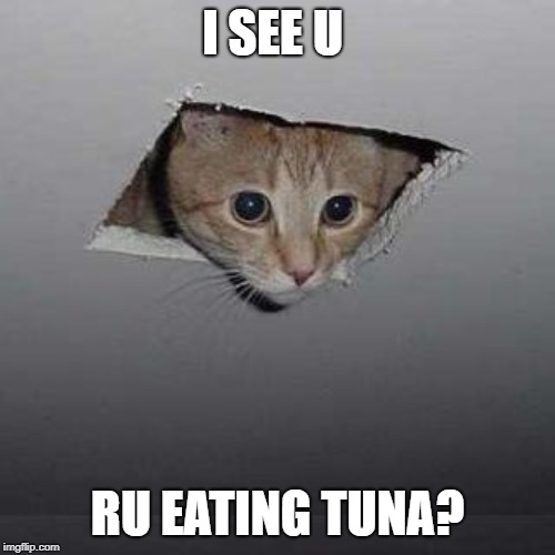 cat seeing hooman eating tuna | I SEE U; RU EATING TUNA? | image tagged in memes,ceiling cat,tuna | made w/ Imgflip meme maker