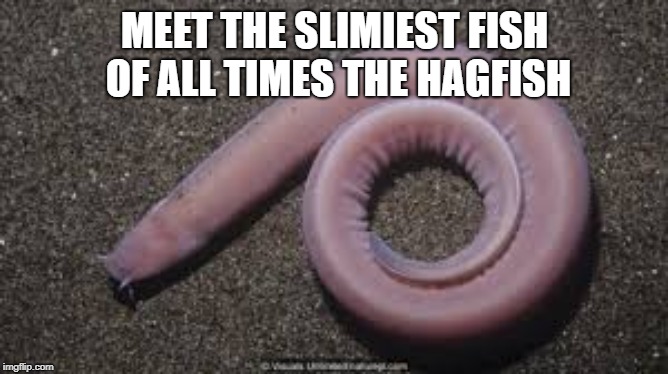 Slimy Nightmare | MEET THE SLIMIEST FISH OF ALL TIMES THE HAGFISH | image tagged in fish,slime | made w/ Imgflip meme maker