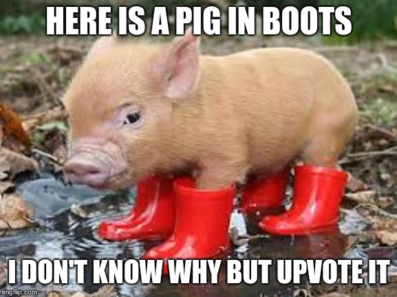 If this doesn't make you smile i dont know what will |  HERE IS A PIG IN BOOTS; I DON'T KNOW WHY BUT UPVOTE IT | image tagged in pig,lol,random,piggy,lol so funny,funny memes | made w/ Imgflip meme maker