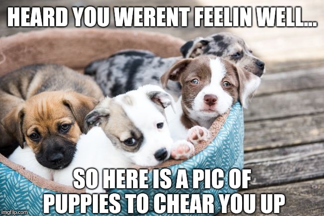 Sick? | HEARD YOU WERENT FEELIN WELL... SO HERE IS A PIC OF PUPPIES TO CHEAR YOU UP | image tagged in sick,feeling,bad | made w/ Imgflip meme maker