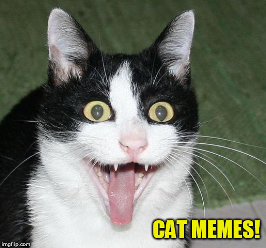 excited cat | CAT MEMES! | image tagged in excited cat | made w/ Imgflip meme maker
