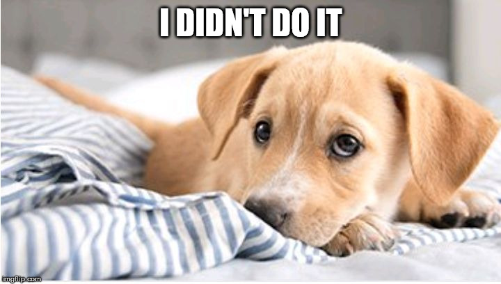 I didn't do it | I DIDN'T DO IT | image tagged in i didn't do it | made w/ Imgflip meme maker