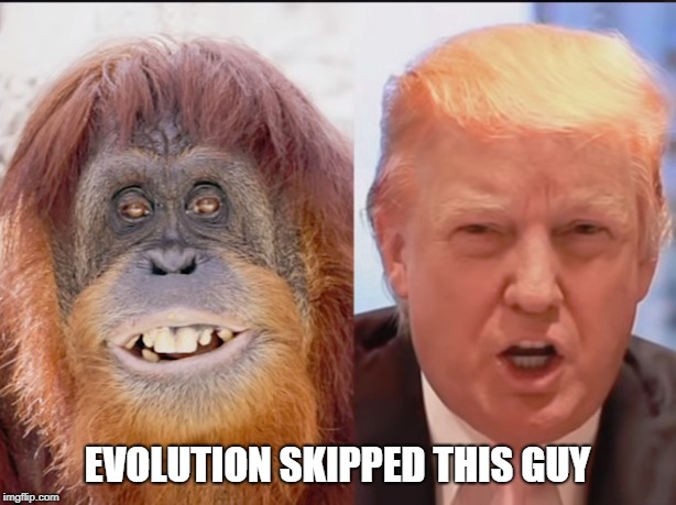 Trump Is An Ape! | EVOLUTION SKIPPED THIS GUY | image tagged in trump is an ape,evolution | made w/ Imgflip meme maker