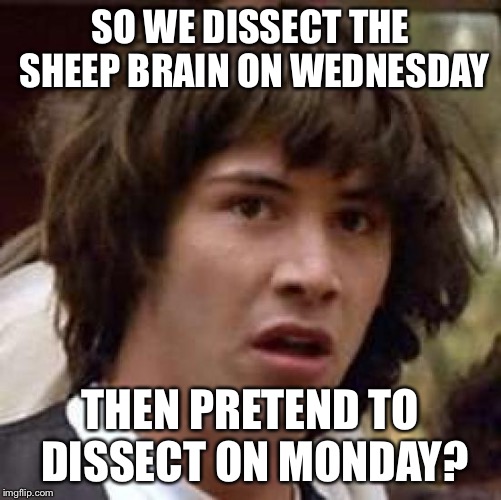 Conspiracy Keanu Meme | SO WE DISSECT THE SHEEP BRAIN ON WEDNESDAY; THEN PRETEND TO DISSECT ON MONDAY? | image tagged in memes,conspiracy keanu | made w/ Imgflip meme maker