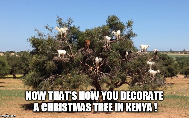 Alright, which one of you assholes screamed PYTHON! | NOW THAT'S HOW YOU DECORATE A CHRISTMAS TREE IN KENYA ! | image tagged in christmas tree | made w/ Imgflip meme maker