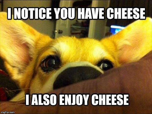 Dogs love whatever you are eating. | I NOTICE YOU HAVE CHEESE; I ALSO ENJOY CHEESE | image tagged in meme,cute dog,cheese,eating,funny,dog | made w/ Imgflip meme maker