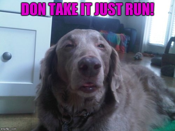 High Dog Meme | DON TAKE IT JUST RUN! | image tagged in memes,high dog | made w/ Imgflip meme maker