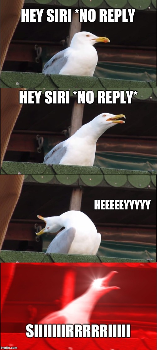 Inhaling Seagull Meme | HEY SIRI *NO REPLY; HEY SIRI *NO REPLY*; HEEEEEYYYYY; SIIIIIIIRRRRRIIIII | image tagged in memes,inhaling seagull | made w/ Imgflip meme maker