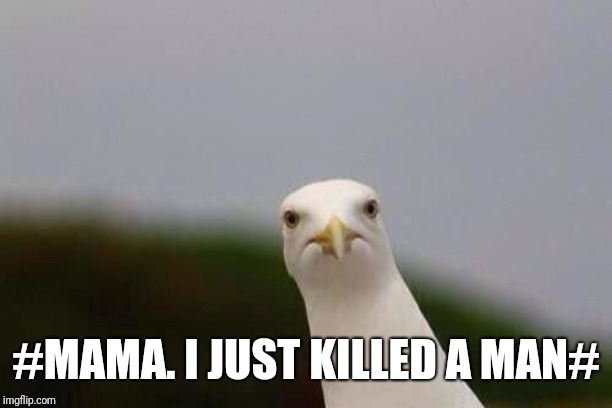 Cheeky gull | #MAMA. I JUST KILLED A MAN# | image tagged in cheeky gull | made w/ Imgflip meme maker