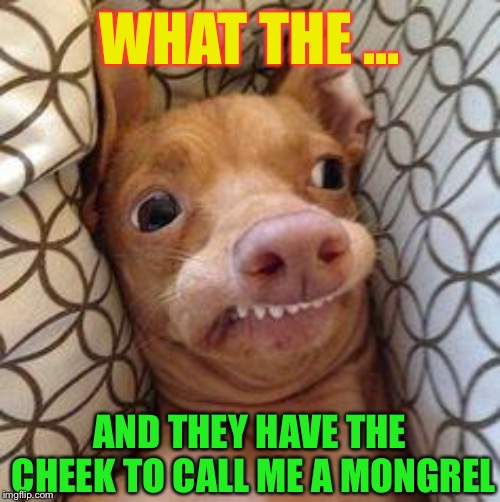 Ph dog | WHAT THE ... AND THEY HAVE THE CHEEK TO CALL ME A MONGREL | image tagged in ph dog | made w/ Imgflip meme maker