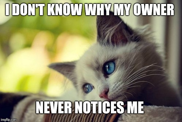 First World Problems Cat Meme | I DON'T KNOW WHY MY OWNER NEVER NOTICES ME | image tagged in memes,first world problems cat | made w/ Imgflip meme maker