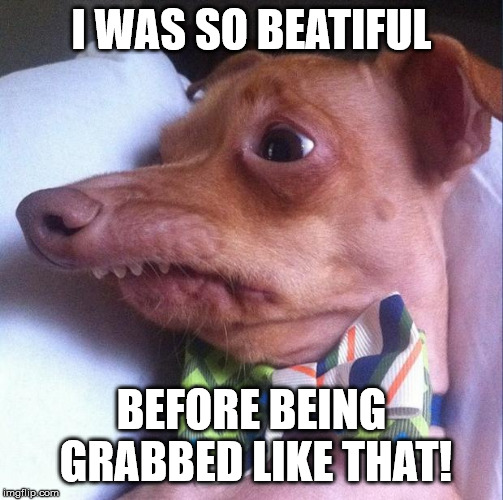 Tuna the dog (Phteven) | I WAS SO BEATIFUL BEFORE BEING GRABBED LIKE THAT! | image tagged in tuna the dog phteven | made w/ Imgflip meme maker