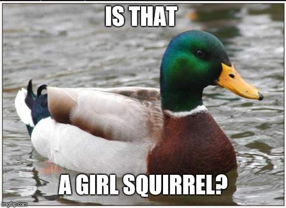 Actual Advice Mallard Meme | IS THAT A GIRL SQUIRREL? | image tagged in memes,actual advice mallard | made w/ Imgflip meme maker