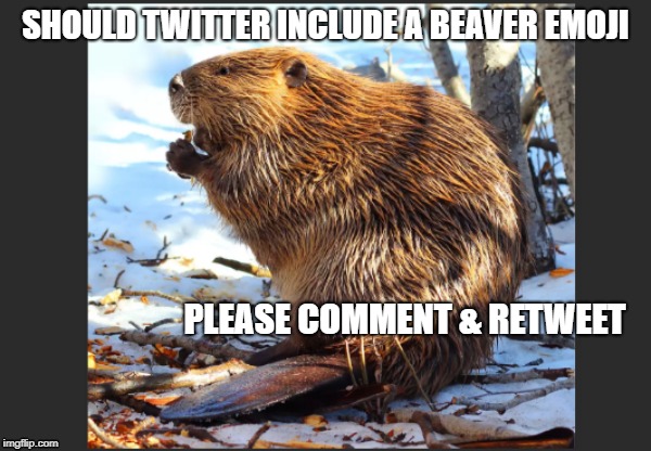 Beavers | SHOULD TWITTER INCLUDE A BEAVER EMOJI; PLEASE COMMENT & RETWEET | image tagged in beaver,twitter | made w/ Imgflip meme maker