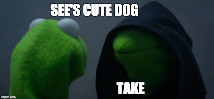 Evil Kermit Meme | SEE'S CUTE DOG; TAKE | image tagged in memes,evil kermit | made w/ Imgflip meme maker