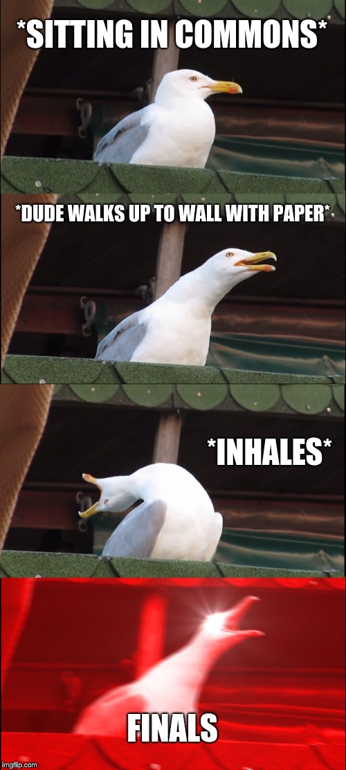 Inhaling Seagull Meme | *SITTING IN COMMONS*; *DUDE WALKS UP TO WALL WITH PAPER*; *INHALES*; FINALS | image tagged in memes,inhaling seagull | made w/ Imgflip meme maker
