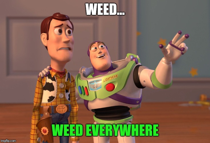 X, X Everywhere | WEED... WEED EVERYWHERE | image tagged in memes,x x everywhere | made w/ Imgflip meme maker
