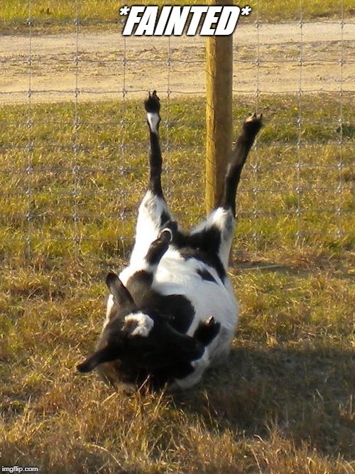 Fainting Goat | *FAINTED* | image tagged in fainting goat | made w/ Imgflip meme maker