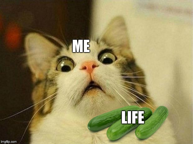 Scared Cat | ME; LIFE | image tagged in memes,scared cat | made w/ Imgflip meme maker