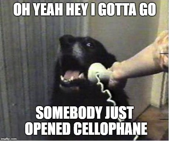 Yes this is dog | OH YEAH HEY I GOTTA GO SOMEBODY JUST OPENED CELLOPHANE | image tagged in yes this is dog | made w/ Imgflip meme maker