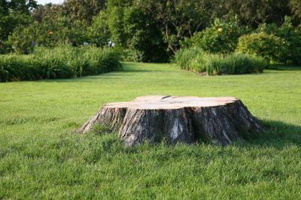 High Quality tree stump Blank Meme Template