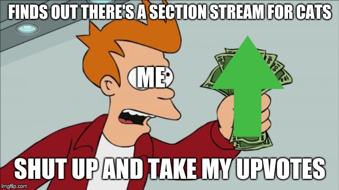 Shut Up And Take My Money Fry | FINDS OUT THERE'S A SECTION STREAM FOR CATS; ME; SHUT UP AND TAKE MY UPVOTES | image tagged in memes,shut up and take my money fry | made w/ Imgflip meme maker