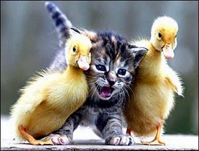 Kitten with ducklings Blank Meme Template