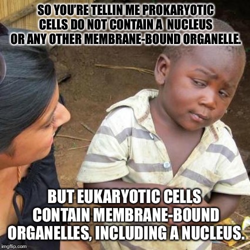 Third World Skeptical Kid Meme | SO YOU’RE TELLIN ME PROKARYOTIC CELLS DO NOT CONTAIN A  NUCLEUS OR ANY OTHER MEMBRANE-BOUND ORGANELLE. BUT EUKARYOTIC CELLS CONTAIN MEMBRANE-BOUND ORGANELLES, INCLUDING A NUCLEUS. | image tagged in memes,third world skeptical kid | made w/ Imgflip meme maker