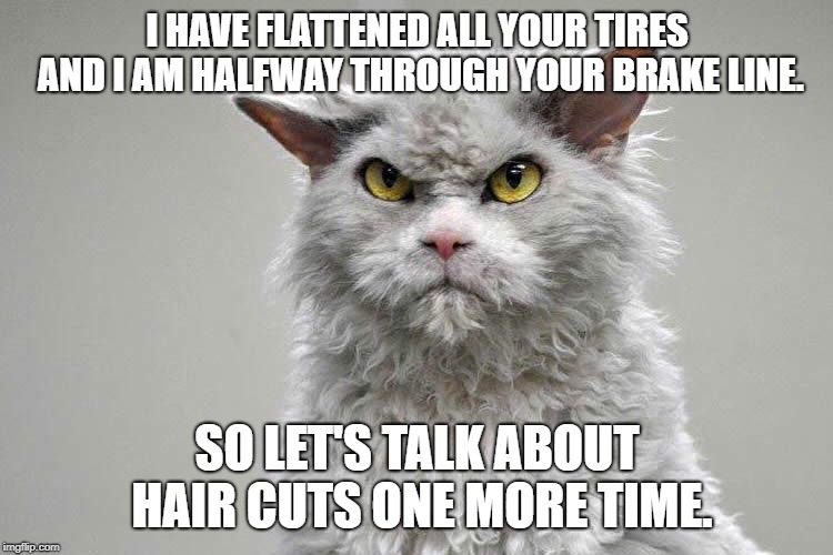 Mean cat wants a haircut | I HAVE FLATTENED ALL YOUR TIRES AND I AM HALFWAY THROUGH YOUR BRAKE LINE. SO LET'S TALK ABOUT HAIR CUTS ONE MORE TIME. | image tagged in evil cat,mad cat,cat | made w/ Imgflip meme maker