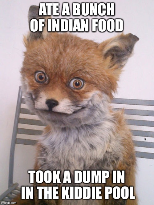 High fox | ATE A BUNCH OF INDIAN FOOD; TOOK A DUMP IN IN THE KIDDIE POOL | image tagged in high fox | made w/ Imgflip meme maker