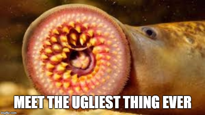 Ugliest Thing Ever the Lamprey | MEET THE UGLIEST THING EVER | image tagged in fish | made w/ Imgflip meme maker