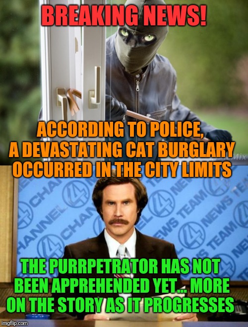 Stay cats are a big problem in this neighborhood  | BREAKING NEWS! ACCORDING TO POLICE, A DEVASTATING CAT BURGLARY OCCURRED IN THE CITY LIMITS; THE PURRPETRATOR HAS NOT BEEN APPREHENDED YET... MORE ON THE STORY AS IT PROGRESSES | image tagged in breaking news,wrong neighboorhood cats,burglar,ron burgundy,fun,crime profiteering | made w/ Imgflip meme maker