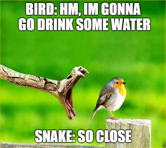 Snake Reality Bites | BIRD: HM, IM GONNA GO DRINK SOME WATER; SNAKE: SO CLOSE | image tagged in snake reality bites | made w/ Imgflip meme maker
