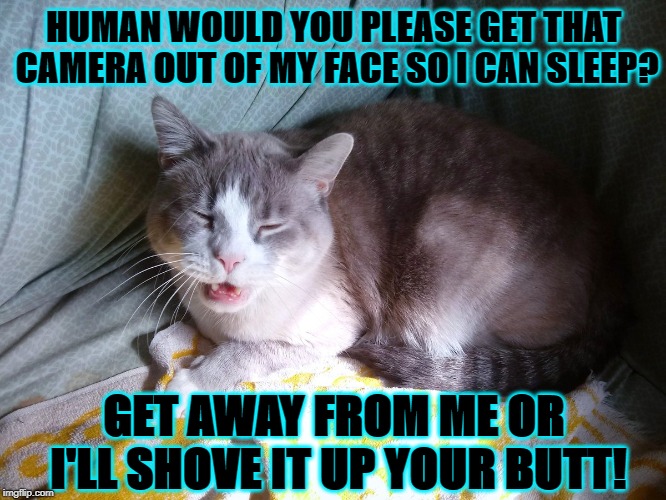 HUMAN WOULD YOU PLEASE GET THAT CAMERA OUT OF MY FACE SO I CAN SLEEP? GET AWAY FROM ME OR I'LL SHOVE IT UP YOUR BUTT! | image tagged in human please | made w/ Imgflip meme maker