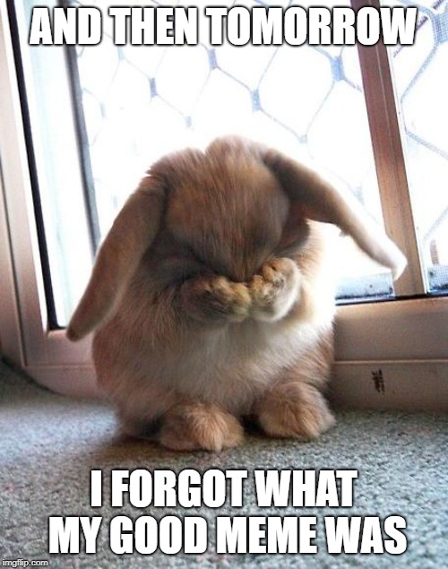 embarrassed bunny | AND THEN TOMORROW I FORGOT WHAT MY GOOD MEME WAS | image tagged in embarrassed bunny | made w/ Imgflip meme maker