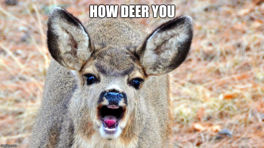 Angry Deer | HOW DEER YOU | image tagged in angry deer | made w/ Imgflip meme maker
