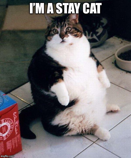 fat cat | I’M A STAY CAT | image tagged in fat cat | made w/ Imgflip meme maker