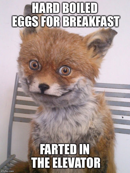 High fox | HARD BOILED EGGS FOR BREAKFAST; FARTED IN THE ELEVATOR | image tagged in high fox | made w/ Imgflip meme maker