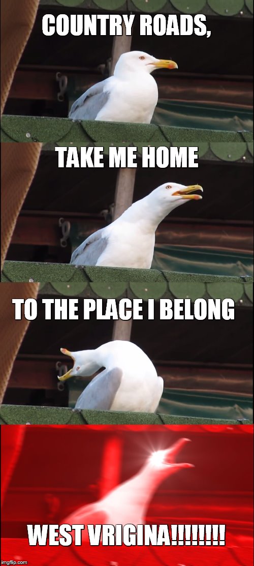 Inhaling Seagull Meme | COUNTRY ROADS, TAKE ME HOME; TO THE PLACE I BELONG; WEST VRIGINA!!!!!!!! | image tagged in memes,inhaling seagull | made w/ Imgflip meme maker